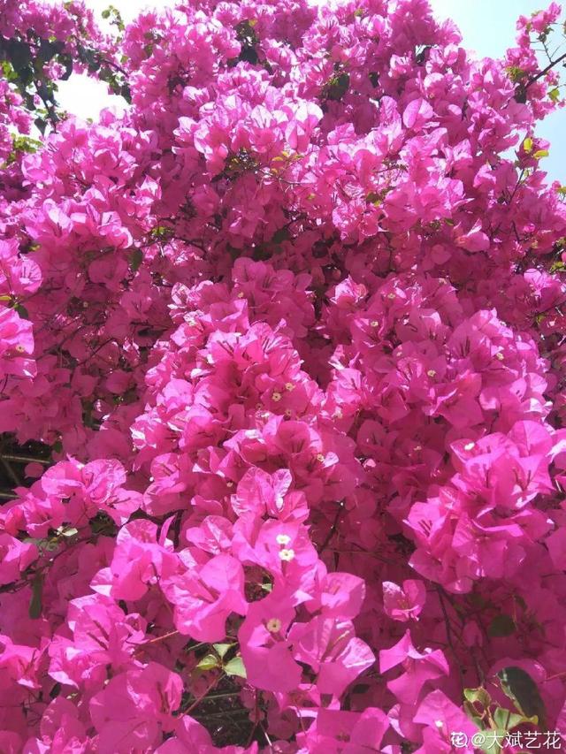 三角梅怎么养护长得好开花多（三角梅的养护大全）(27)