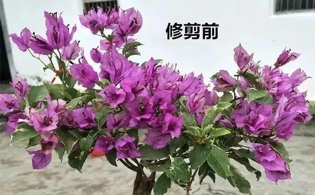 三角梅怎么养护长得好开花多（三角梅的养护大全）(20)