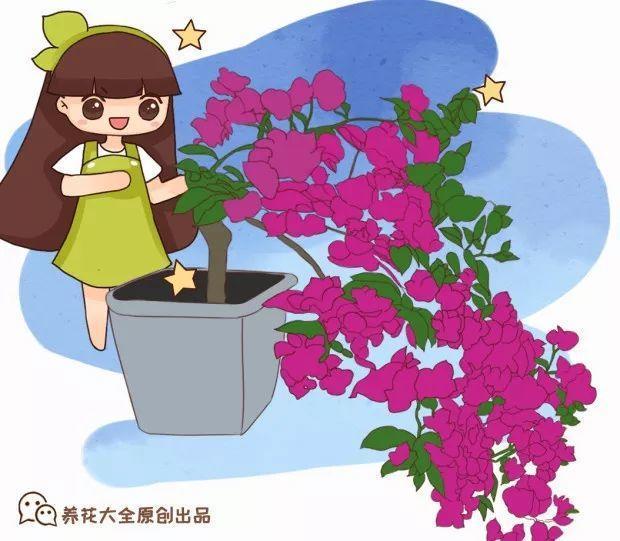 三角梅怎么养护长得好开花多（三角梅的养护大全）(1)