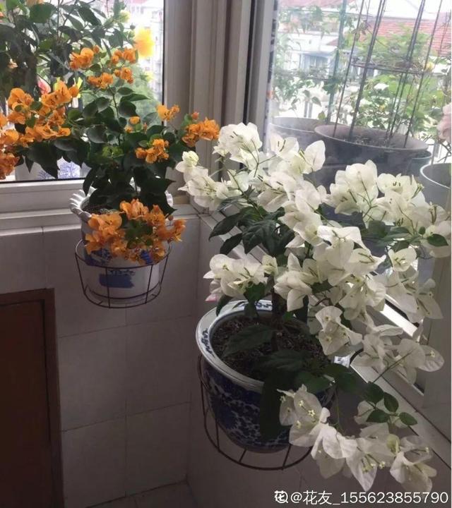 三角梅怎么养护长得好开花多（三角梅的养护大全）(29)