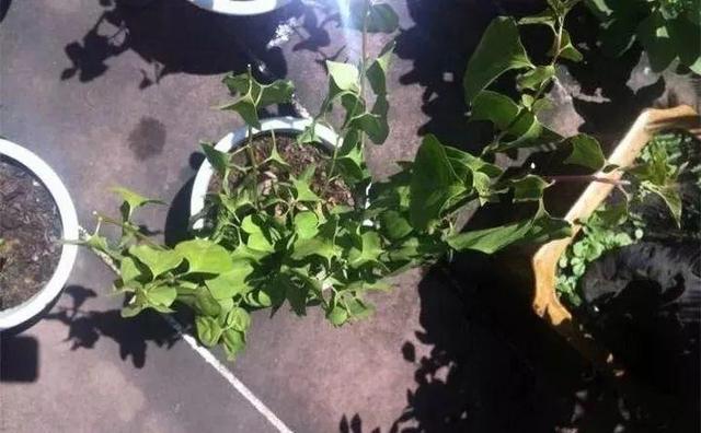 三角梅怎么养护长得好开花多（三角梅的养护大全）(8)