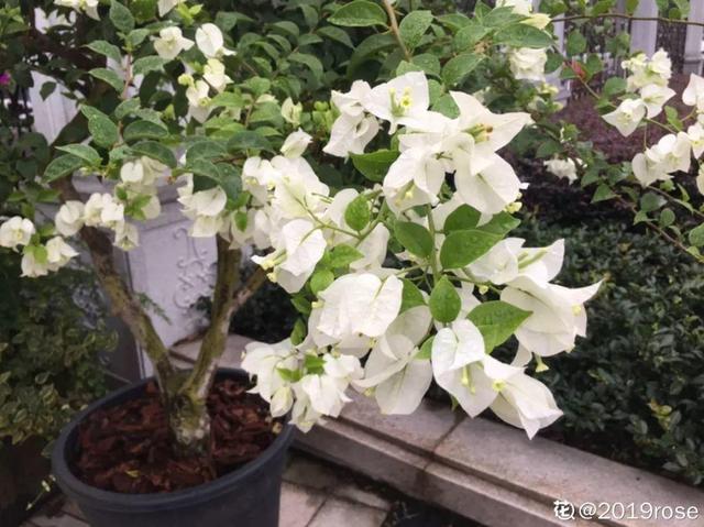 三角梅怎么养护长得好开花多（三角梅的养护大全）(36)