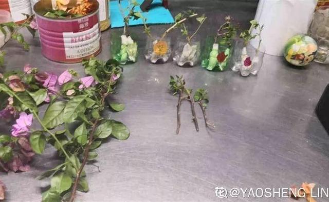 三角梅怎么养护长得好开花多（三角梅的养护大全）(41)