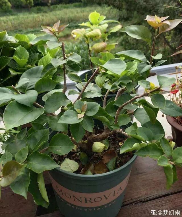 三角梅怎么养护长得好开花多（三角梅的养护大全）(11)