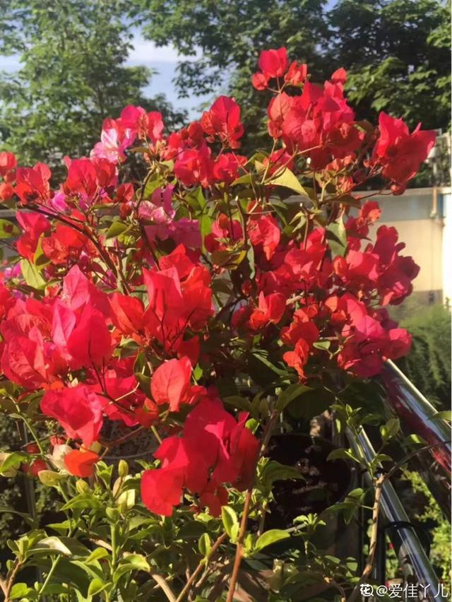 三角梅怎么养护长得好开花多（三角梅的养护大全）(35)