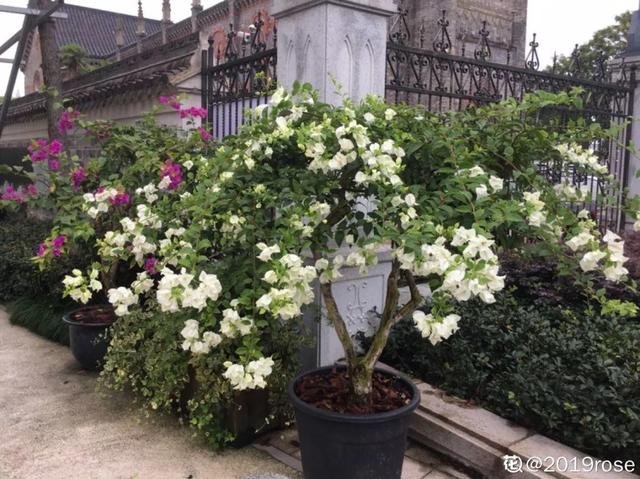 三角梅怎么养护长得好开花多（三角梅的养护大全）(31)