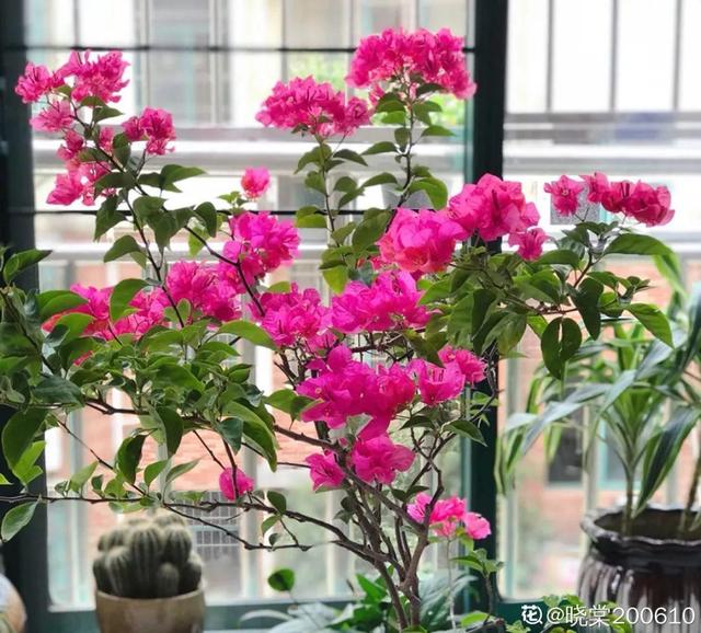 三角梅怎么养护长得好开花多（三角梅的养护大全）(12)
