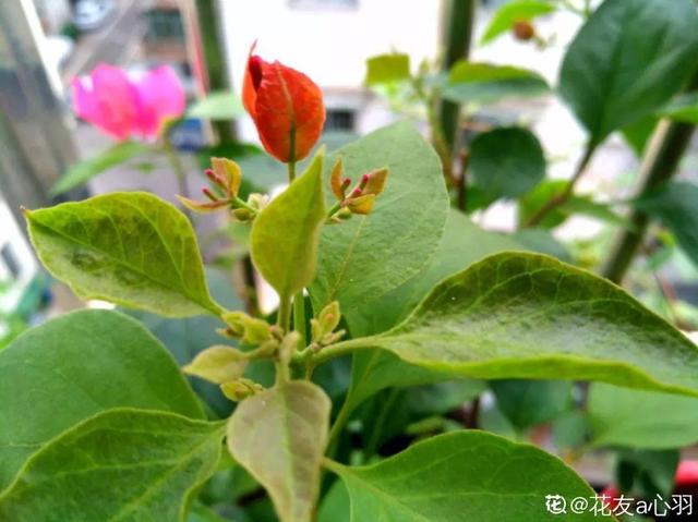 三角梅怎么养护长得好开花多（三角梅的养护大全）(9)