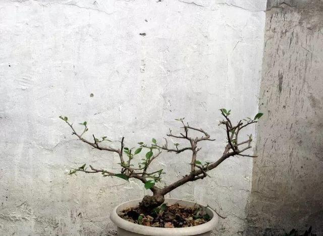 三角梅怎么养护长得好开花多（三角梅的养护大全）(23)