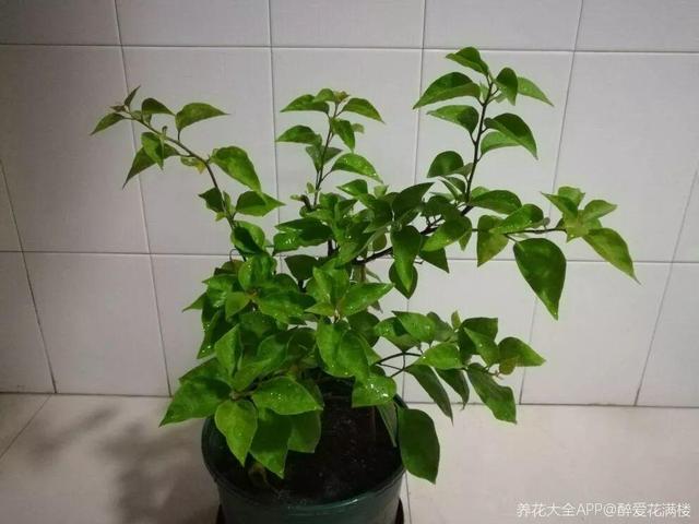 三角梅怎么养护长得好开花多（三角梅的养护大全）(18)