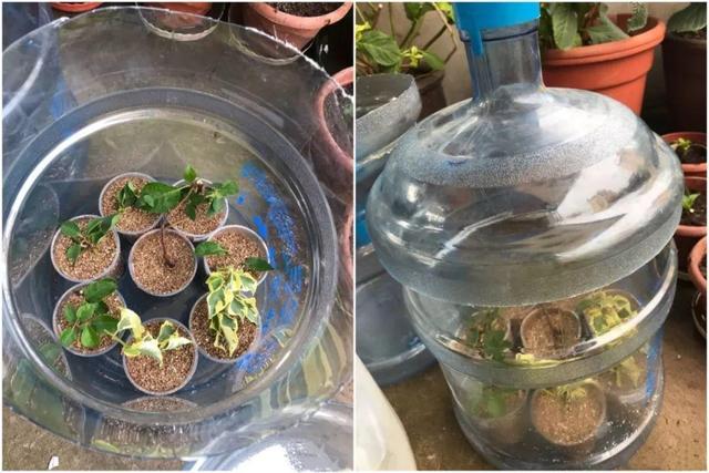 三角梅怎么养护长得好开花多（三角梅的养护大全）(42)