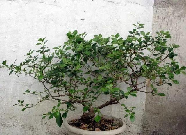 三角梅怎么养护长得好开花多（三角梅的养护大全）(22)