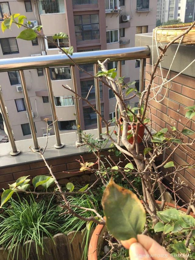 三角梅怎么养护长得好开花多（三角梅的养护大全）(37)