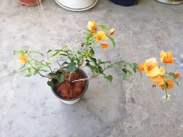 三角梅怎么养护长得好开花多（三角梅的养护大全）(30)