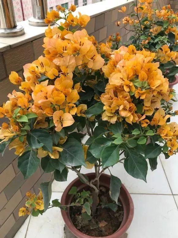 三角梅怎么养护长得好开花多（三角梅的养护大全）(15)