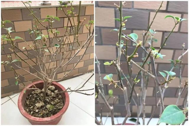 三角梅怎么养护长得好开花多（三角梅的养护大全）(14)