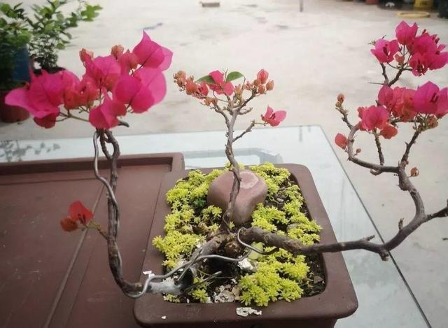 三角梅怎么养护长得好开花多（三角梅的养护大全）(48)