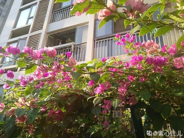 三角梅怎么养护长得好开花多（三角梅的养护大全）(17)