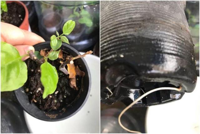 三角梅怎么养护长得好开花多（三角梅的养护大全）(44)