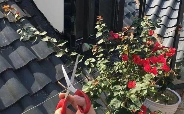 三角梅怎么养护长得好开花多（三角梅的养护大全）(19)