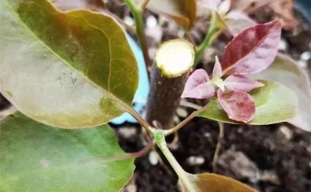 三角梅怎么养护长得好开花多（三角梅的养护大全）(24)