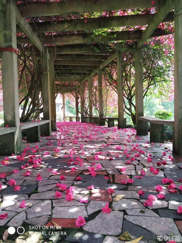 三角梅怎么养护长得好开花多（三角梅的养护大全）(53)