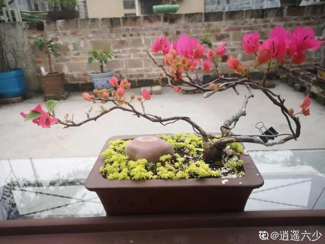 三角梅怎么养护长得好开花多（三角梅的养护大全）(49)