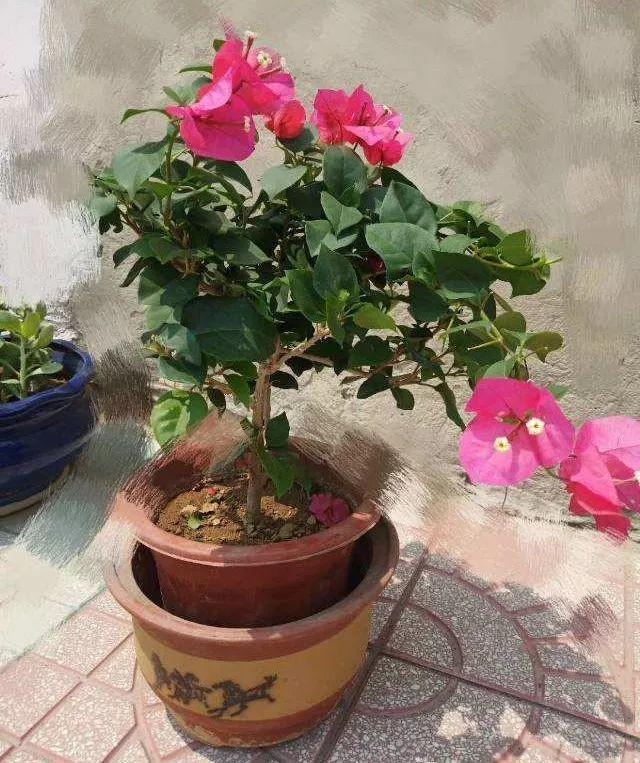 三角梅怎么养护长得好开花多（三角梅的养护大全）(32)