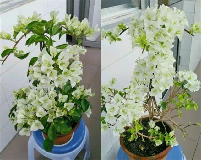 三角梅怎么养护长得好开花多（三角梅的养护大全）(51)