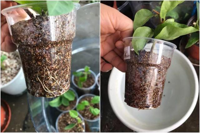 三角梅怎么养护长得好开花多（三角梅的养护大全）(43)