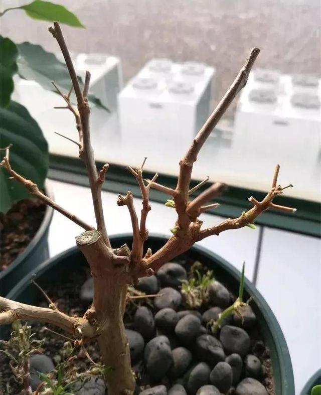 三角梅怎么养护长得好开花多（三角梅的养护大全）(25)