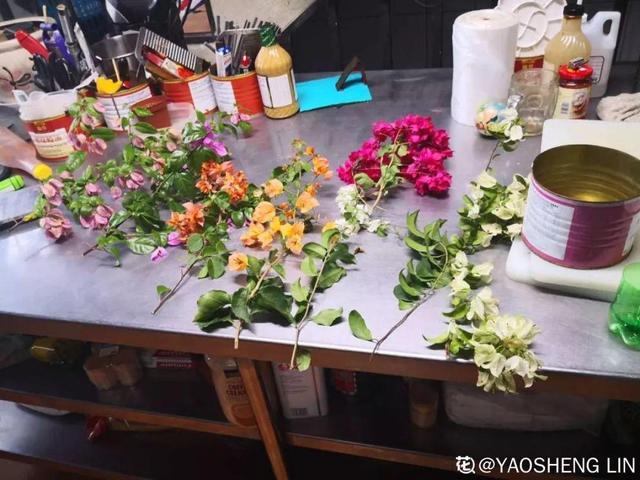 三角梅怎么养护长得好开花多（三角梅的养护大全）(39)