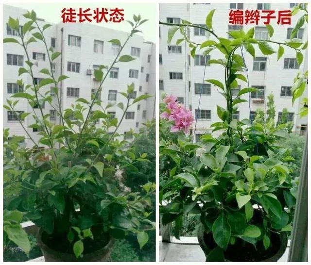 三角梅怎么养护长得好开花多（三角梅的养护大全）(50)