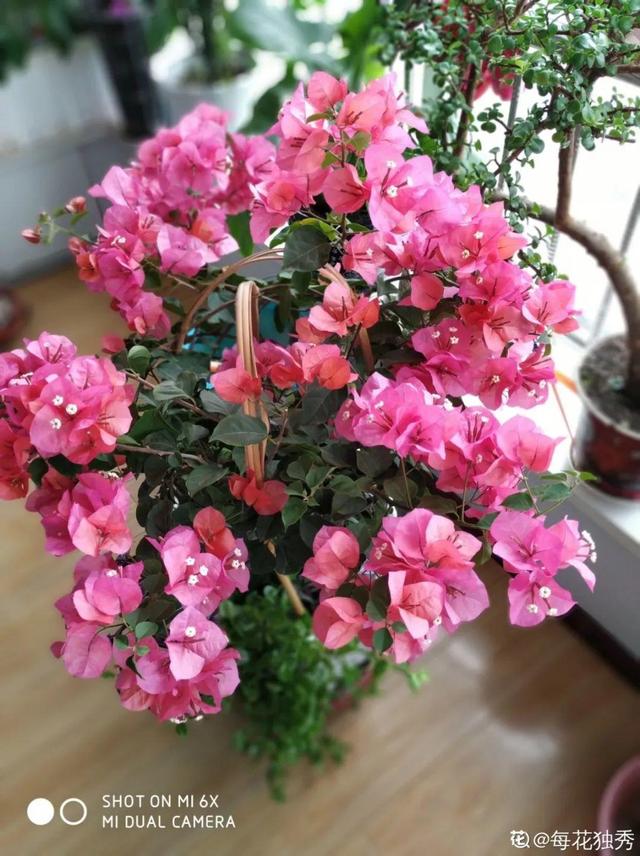 三角梅怎么养护长得好开花多（三角梅的养护大全）(33)