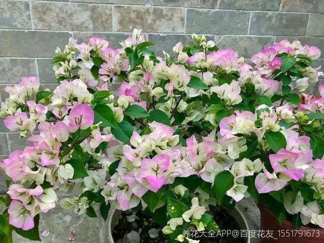 三角梅怎么养护长得好开花多（三角梅的养护大全）(4)