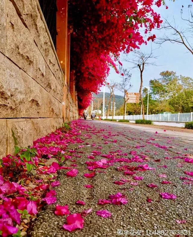 三角梅怎么养护长得好开花多（三角梅的养护大全）(52)