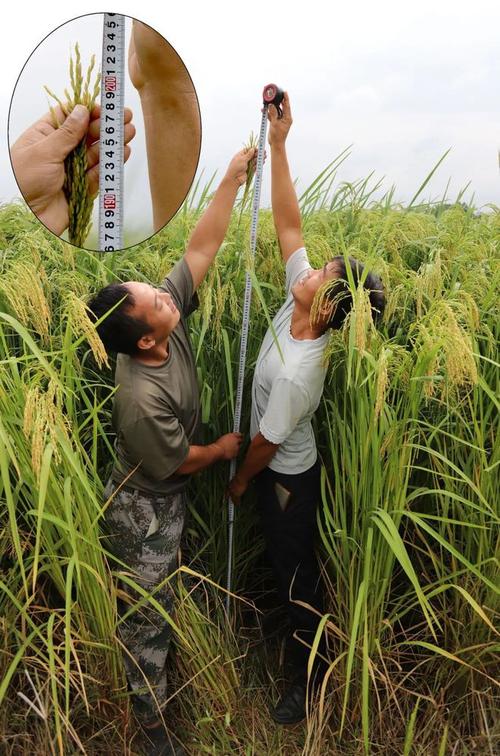两米高的巨型稻（试种2米高巨型稻）