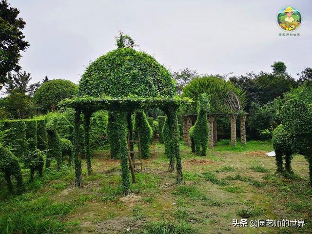 好看的植物景观文字描述（优秀的植物景观参例）(16)