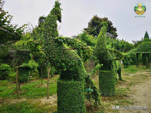 好看的植物景观文字描述（优秀的植物景观参例）(14)