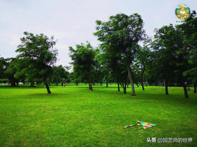 好看的植物景观文字描述（优秀的植物景观参例）(56)