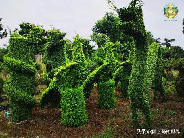 好看的植物景观文字描述（优秀的植物景观参例）(17)