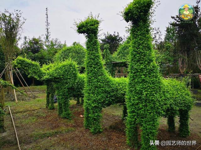 好看的植物景观文字描述（优秀的植物景观参例）(18)
