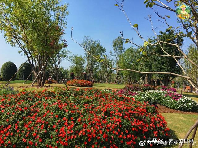 好看的植物景观文字描述（优秀的植物景观参例）(39)