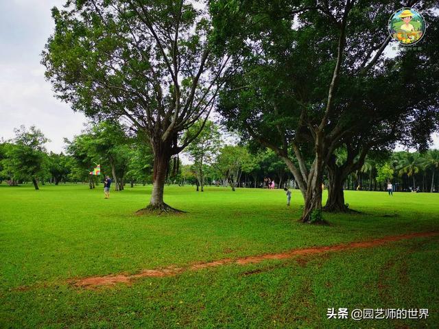 好看的植物景观文字描述（优秀的植物景观参例）(57)