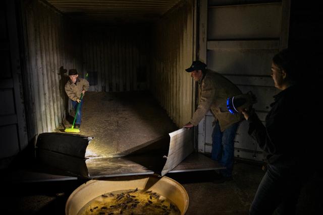 澳洲鼠灾原因（澳洲40年来最严重鼠灾）(5)