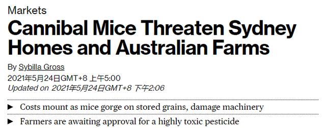 澳洲鼠灾原因（澳洲40年来最严重鼠灾）(32)