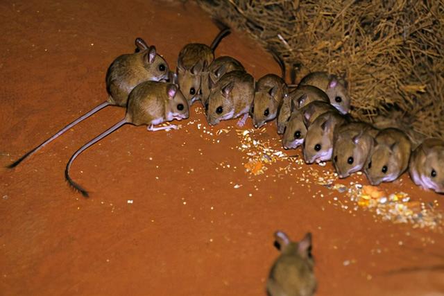 澳洲鼠灾原因（澳洲40年来最严重鼠灾）(29)