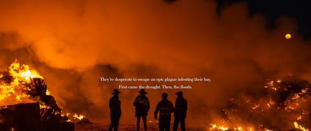 澳洲鼠灾原因（澳洲40年来最严重鼠灾）(18)