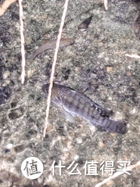 傲雷头灯（我的手电入坑之路）(11)