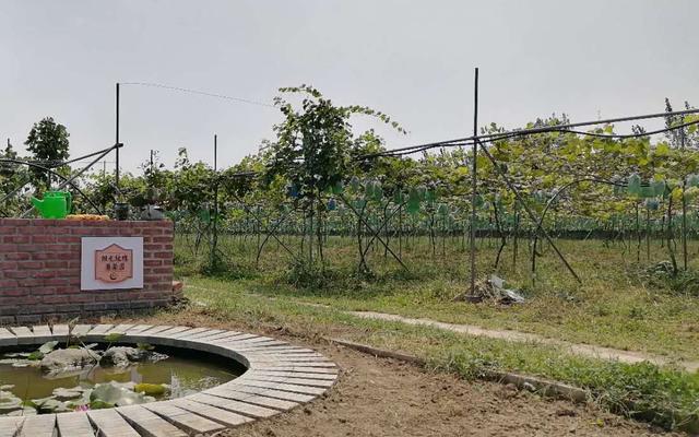 阳光玫瑰葡萄今年价格走势图：阳光玫瑰价格大跳水(3)